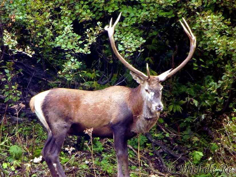 PASSIONE PER IL CERVO